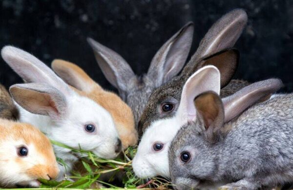 Rabbits_iStock